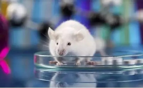 醫(yī)療器械動物試驗研究的考慮要點(diǎn)(圖1)